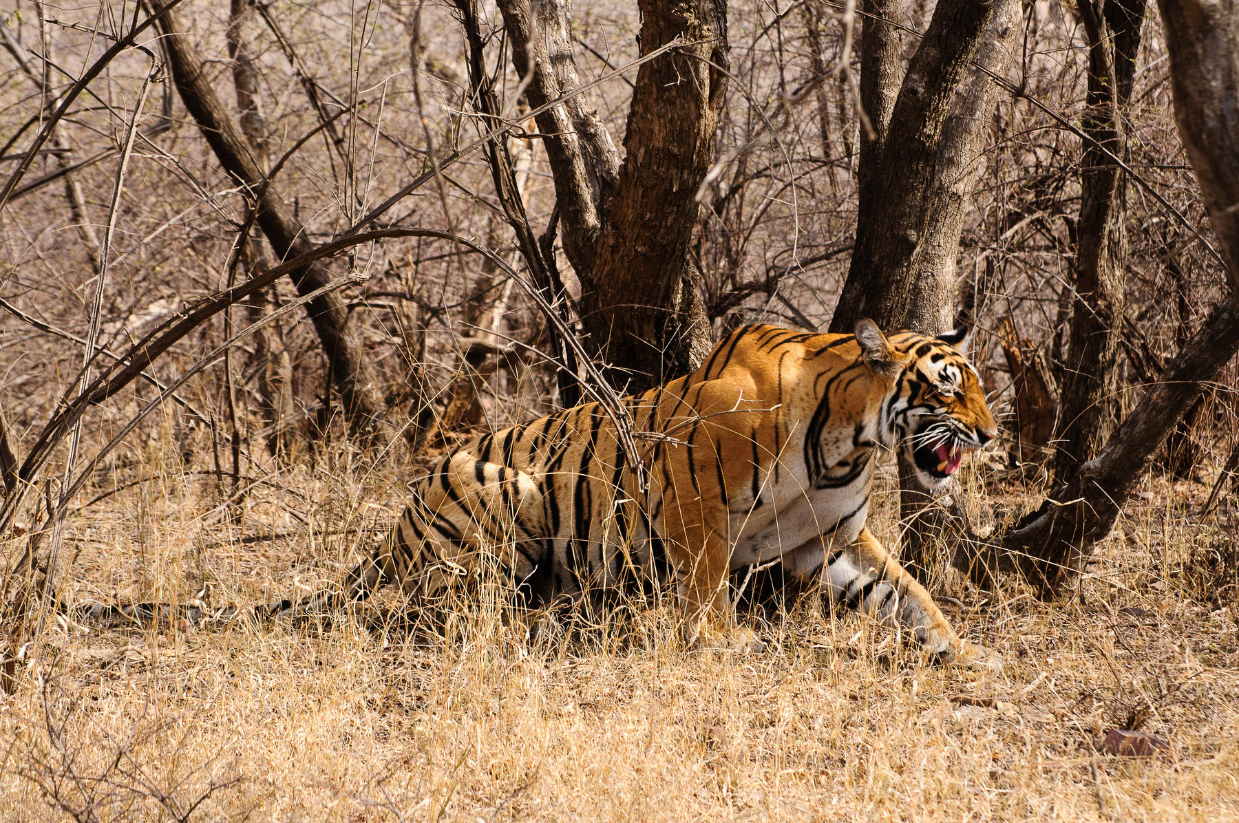 ranthambore tiger reserve forest